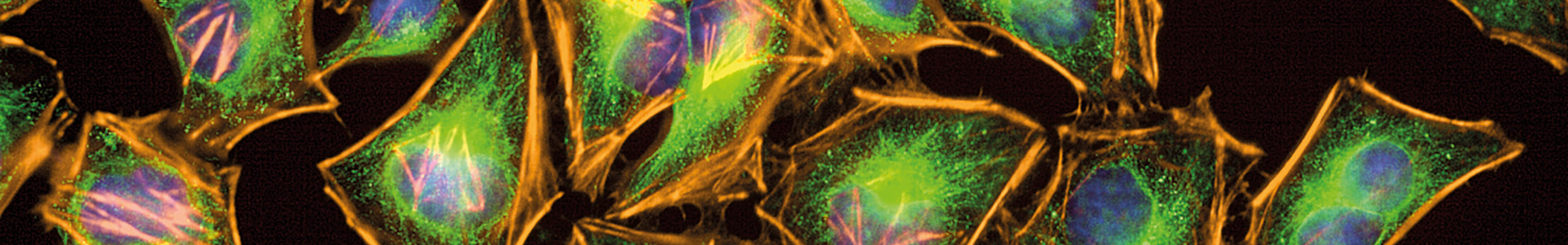 header-High-throughput-Screening